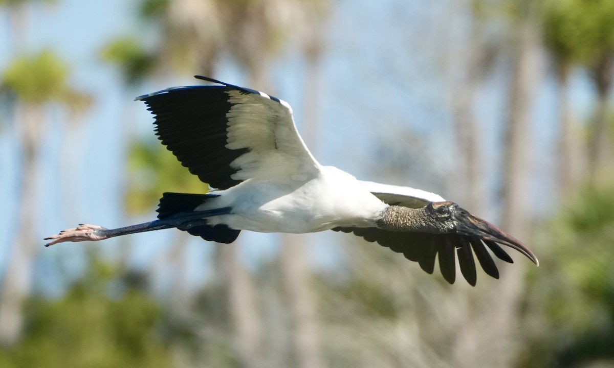 Wood Stork - ML647576534