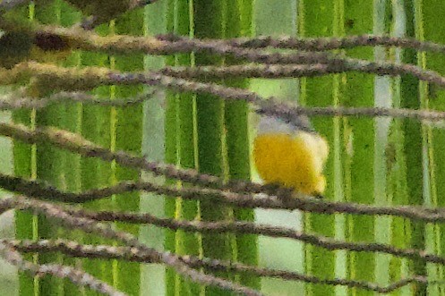Orange-bellied Flowerpecker - ML647576535