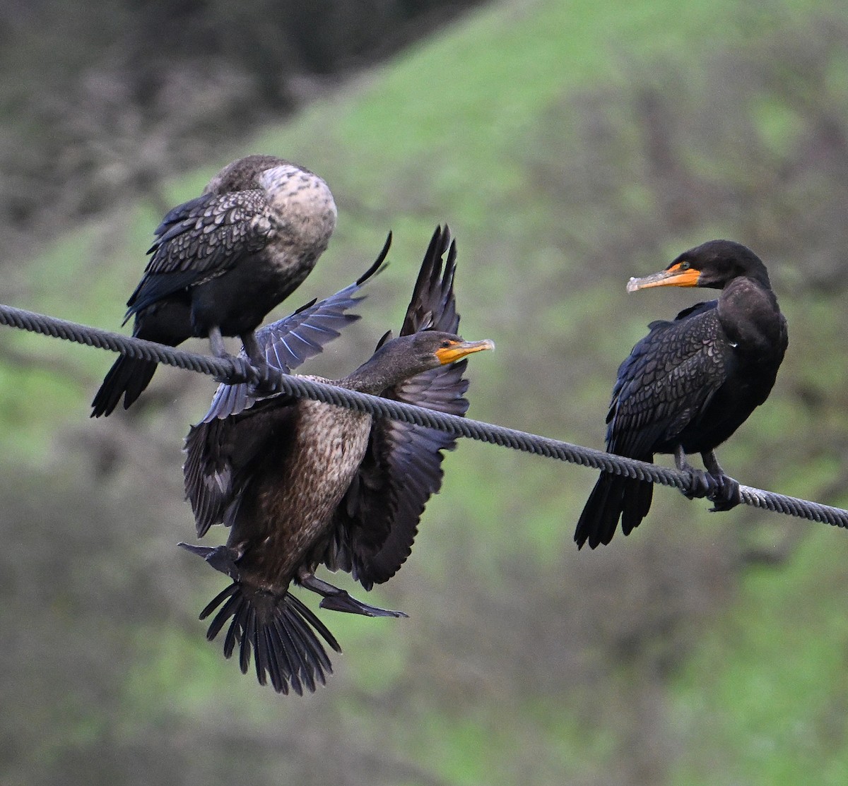 Double-crested Cormorant - ML647576536