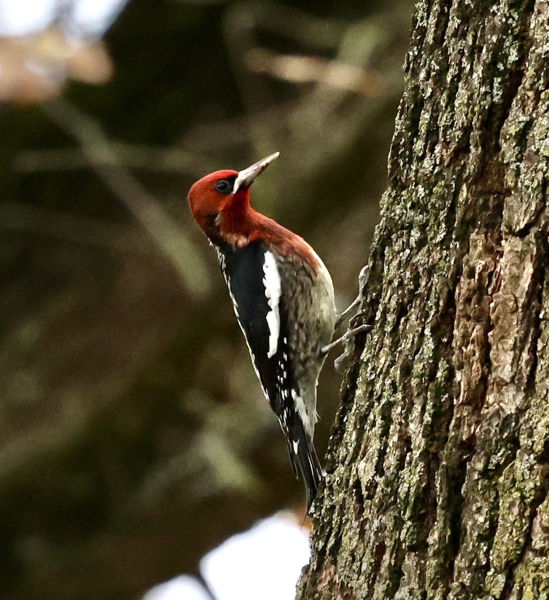 Red-breasted Sapsucker - ML647576537