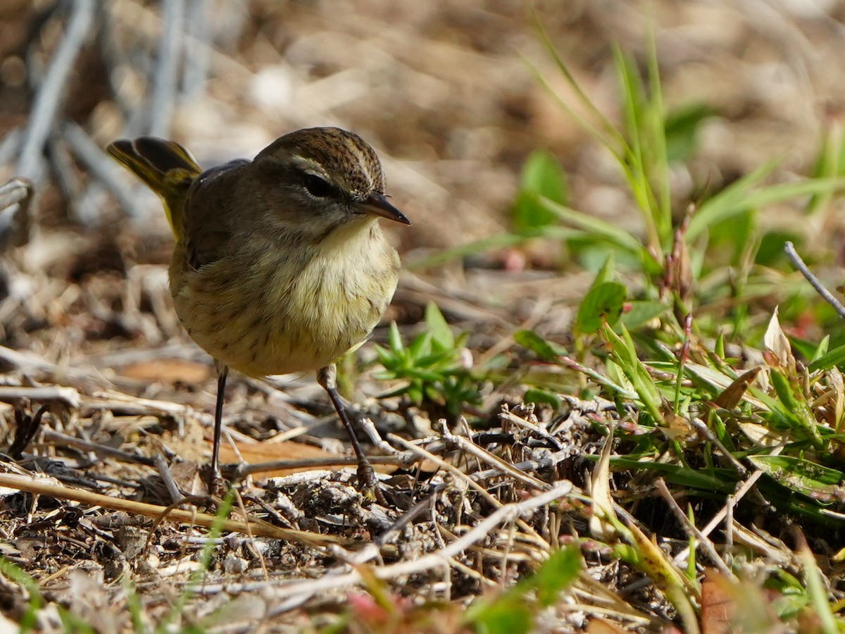 Palm Warbler - ML647576538