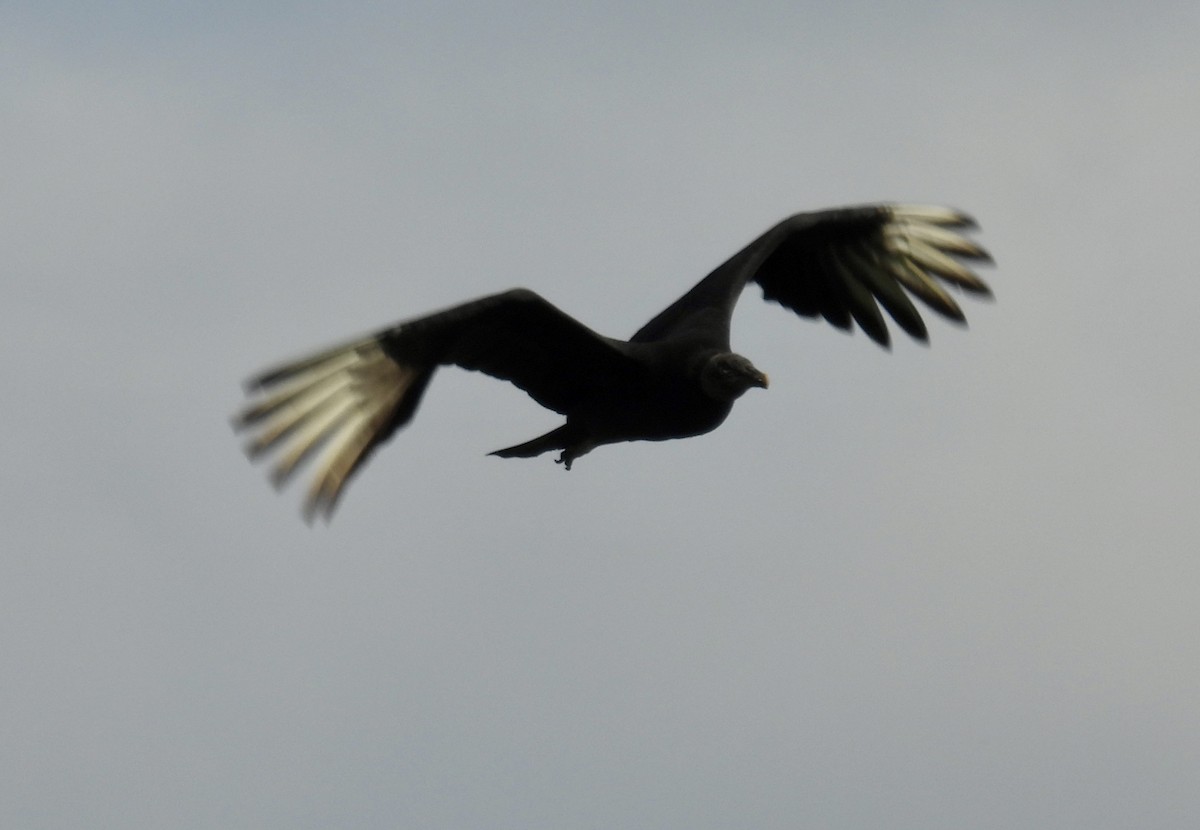 Black Vulture - ML647576539