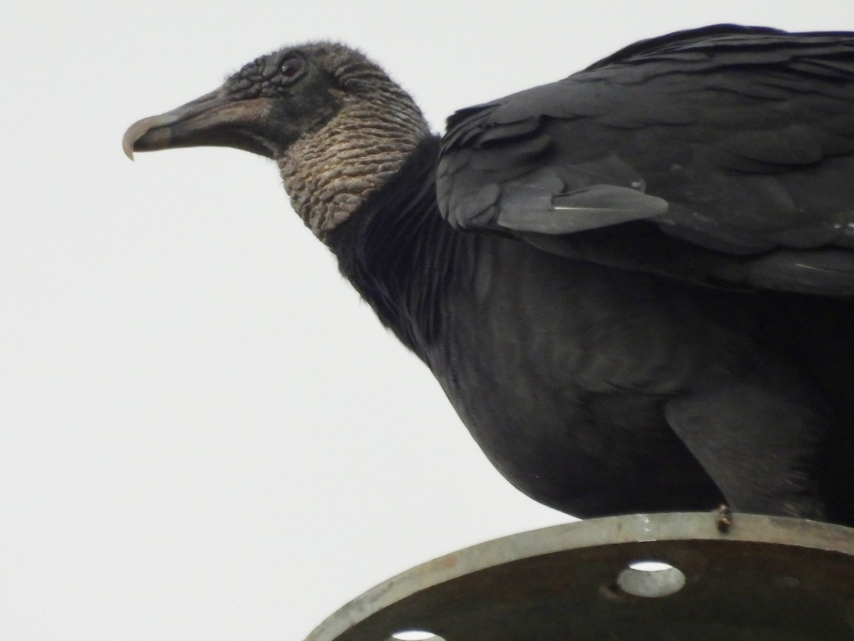 Black Vulture - ML647576540
