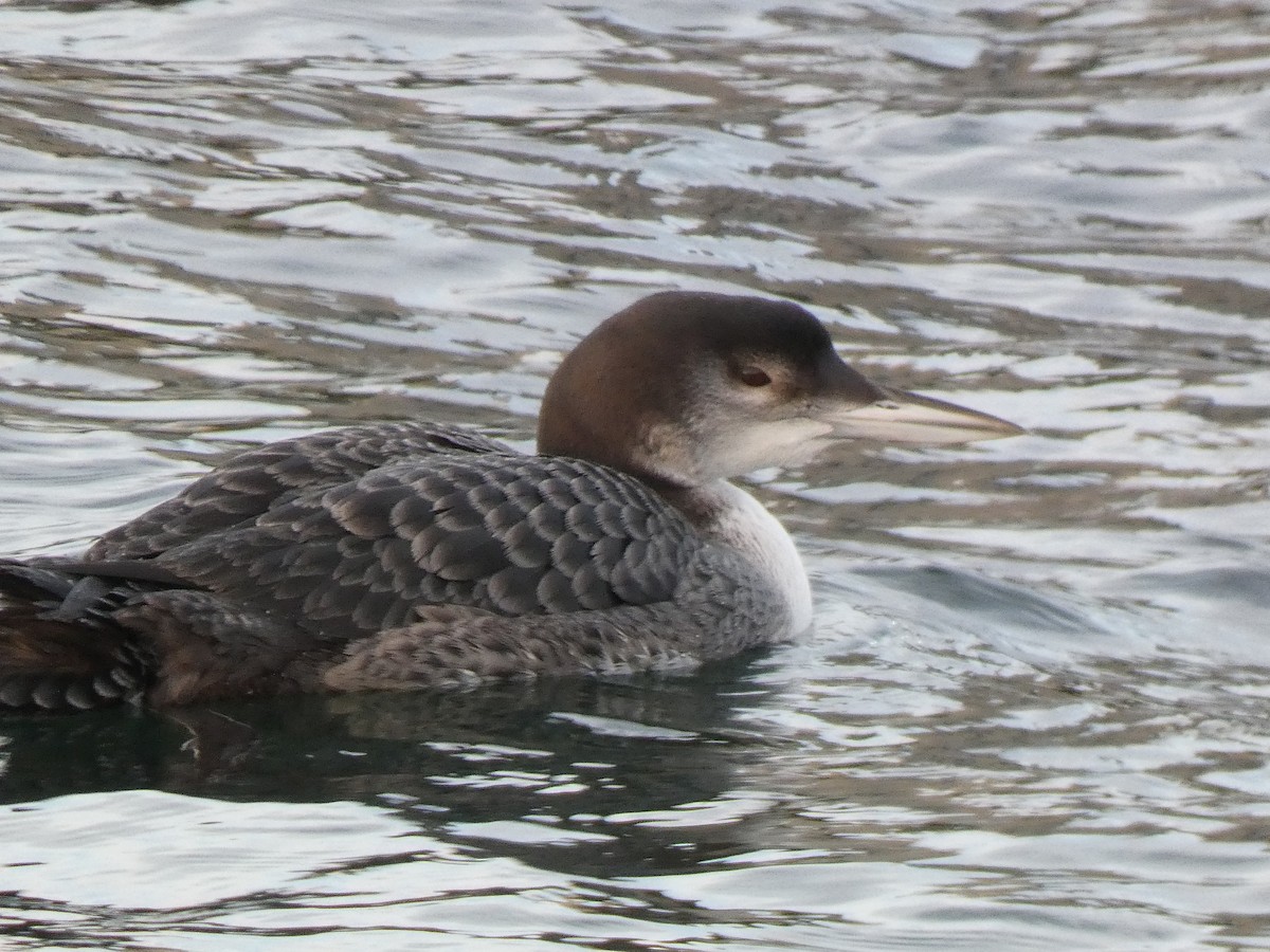 Common Loon - ML647576541