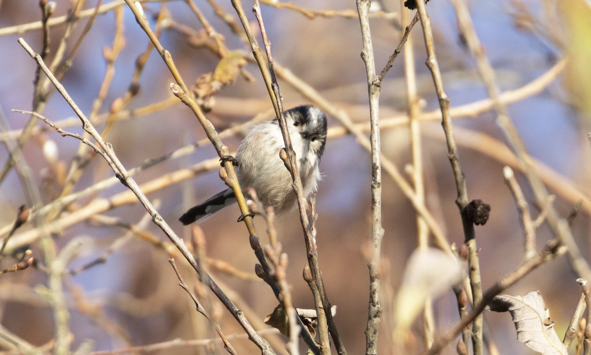 Long-tailed Tit - ML647576542