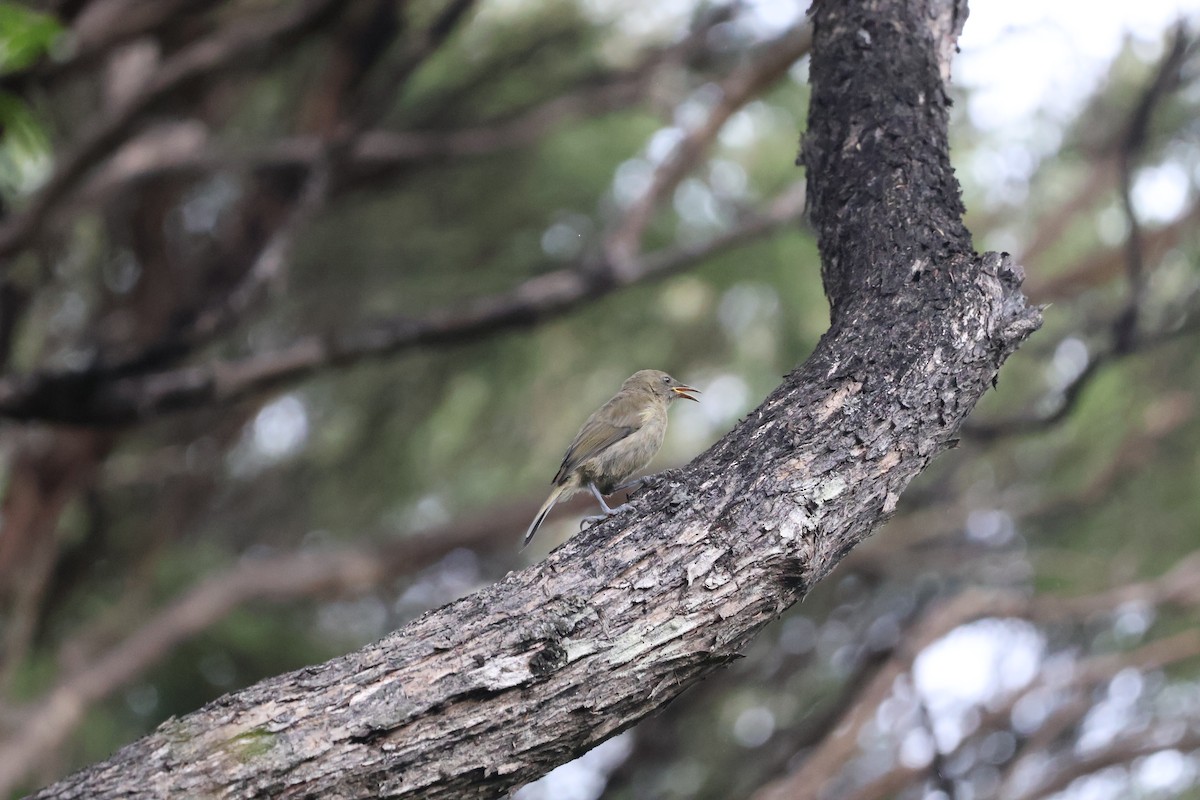 New Zealand Bellbird - ML647576543