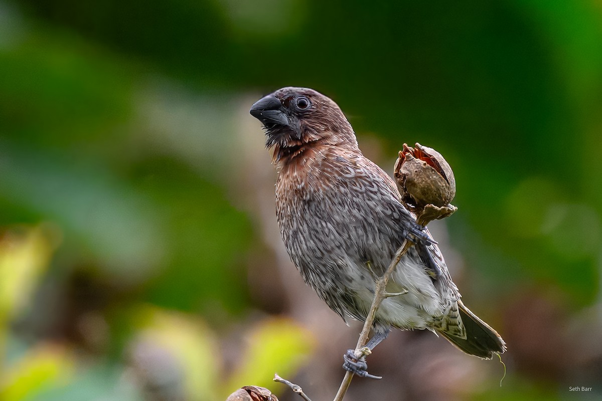Scaly-breasted Munia (Scaled) - ML647576544