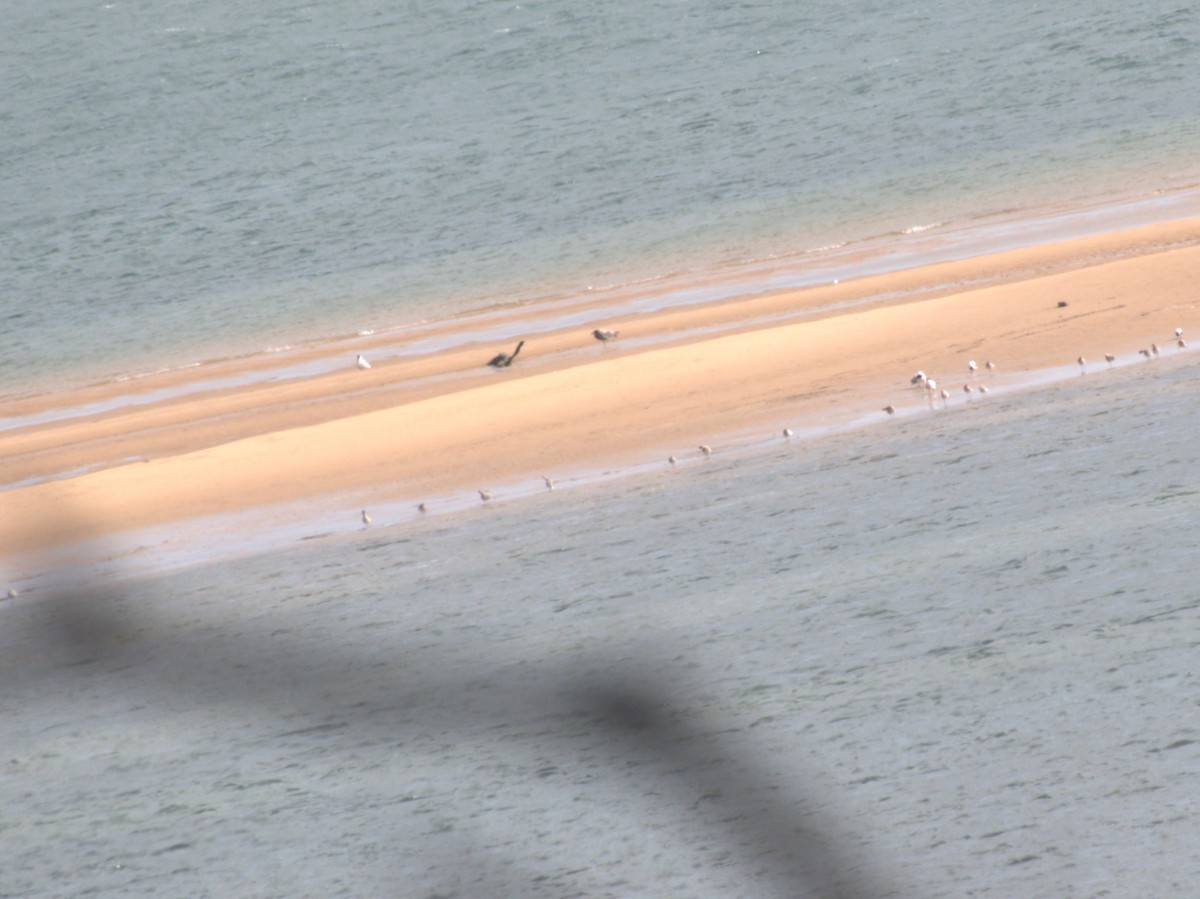 Bar-tailed Godwit - ML647576545