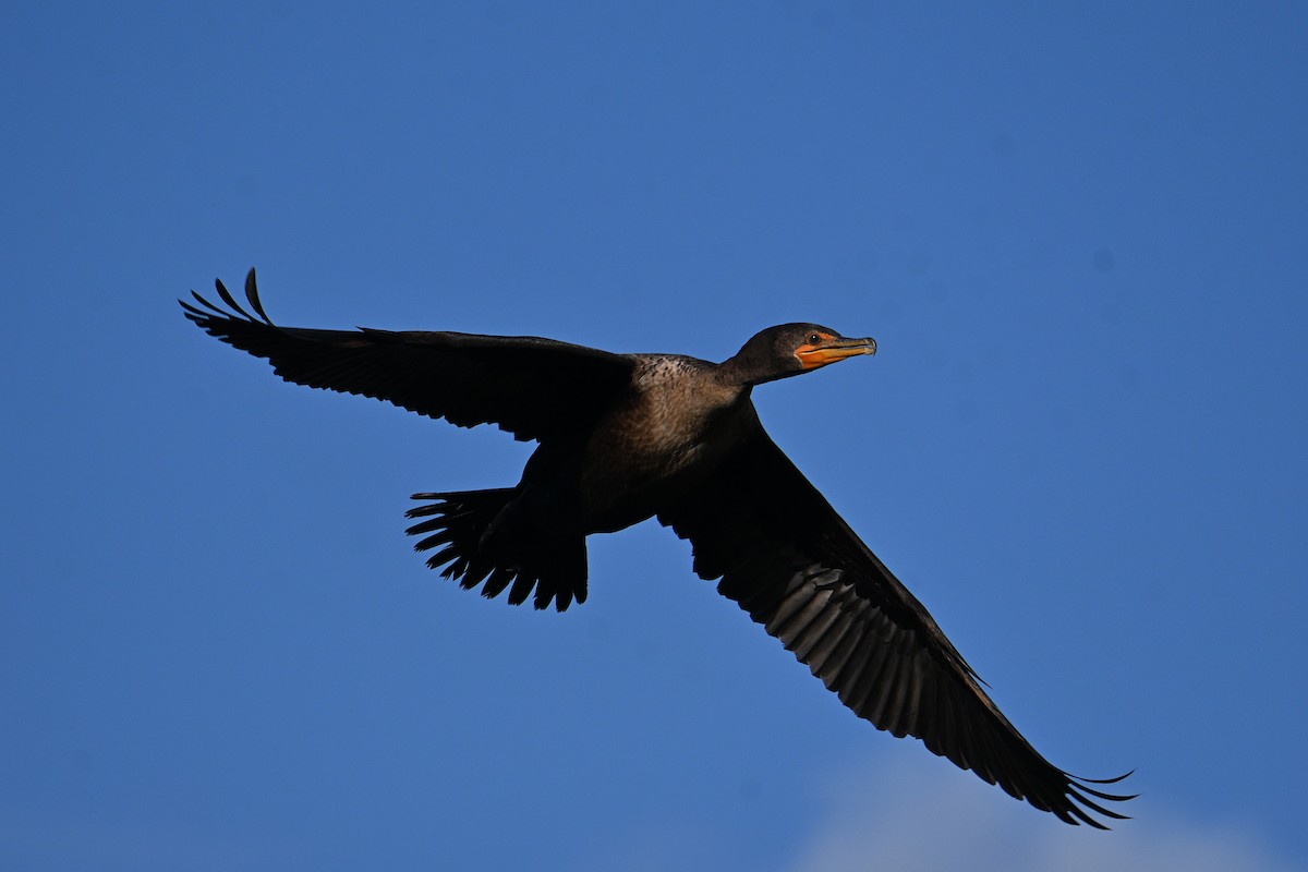 Double-crested Cormorant - ML647576546