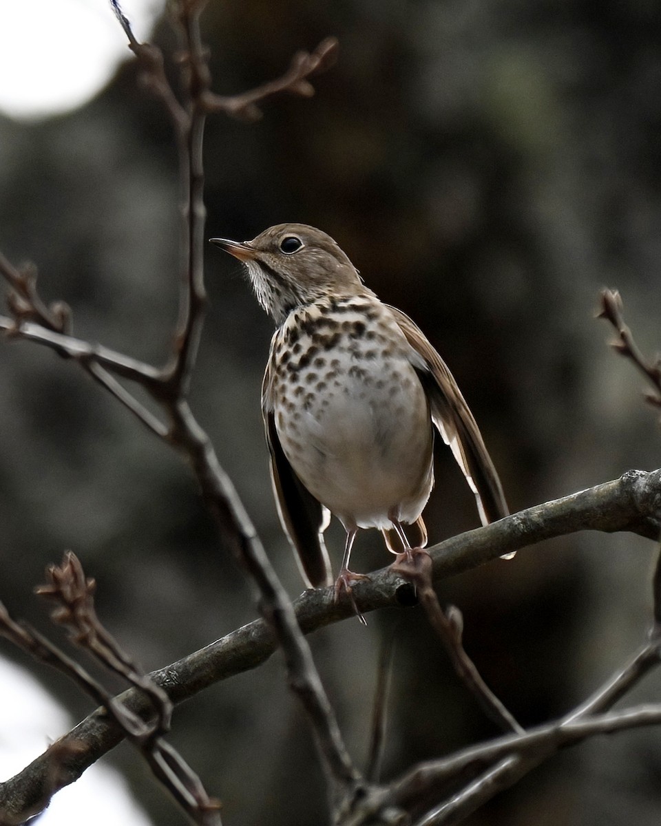 Hermit Thrush - ML647576547