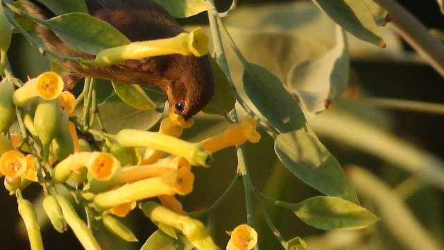 strdimil palestinský - ML647576548