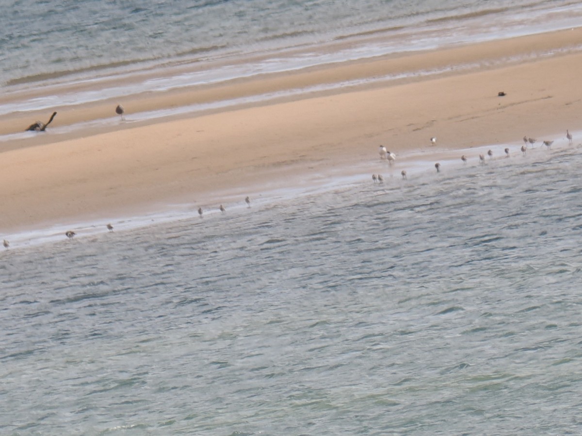 Bar-tailed Godwit - ML647576549