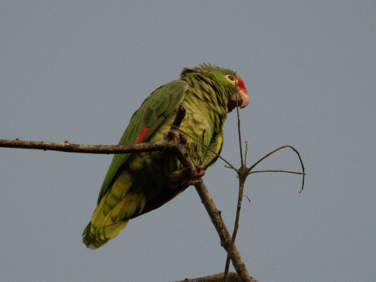 Red-lored Amazon - ML647576550