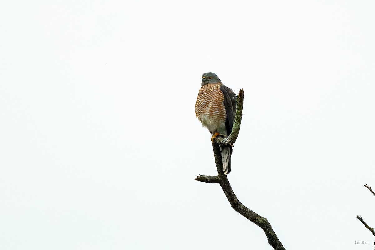 Shikra (Asian) - ML647576555