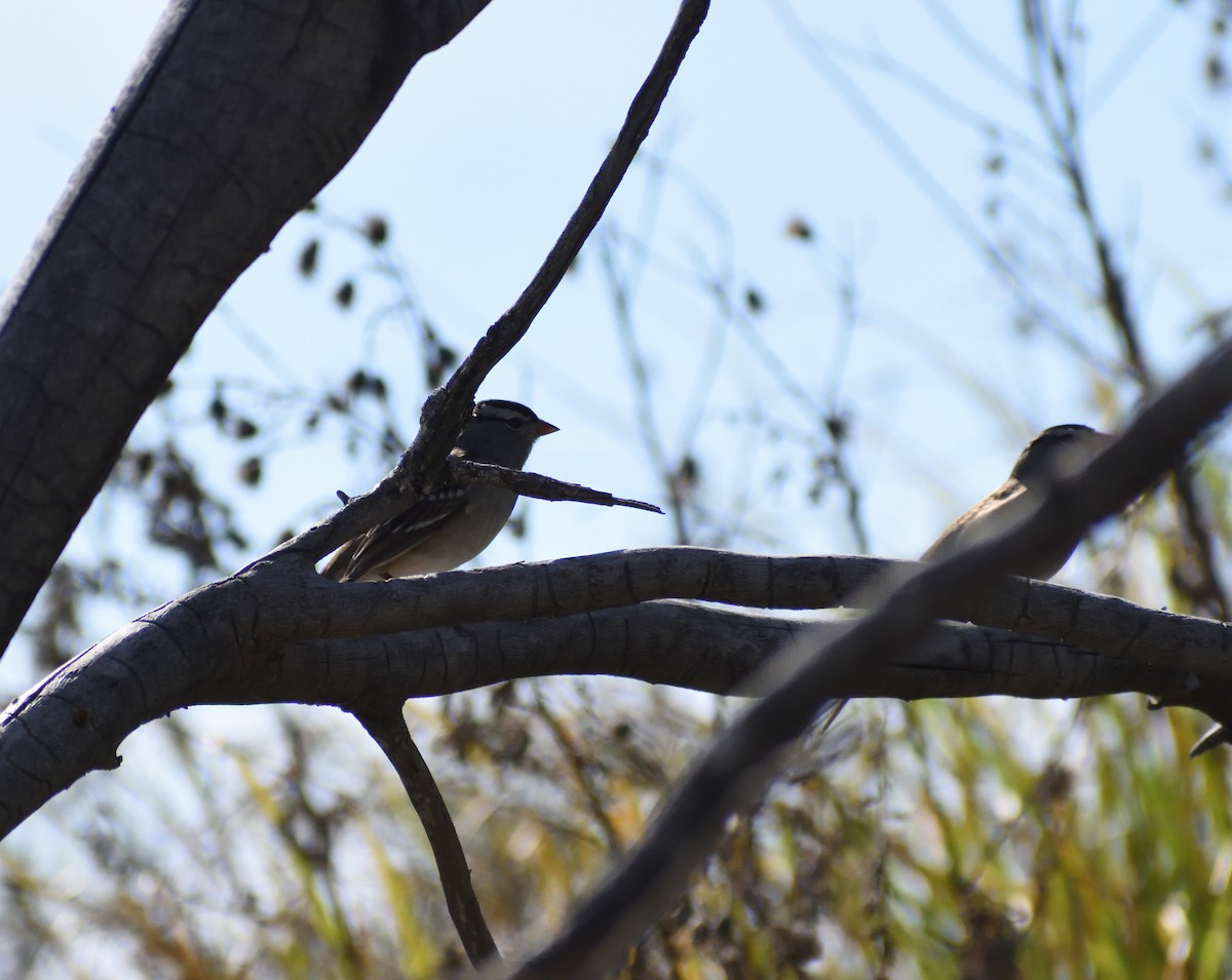 White-crowned Sparrow (Dark-lored) - ML647576556