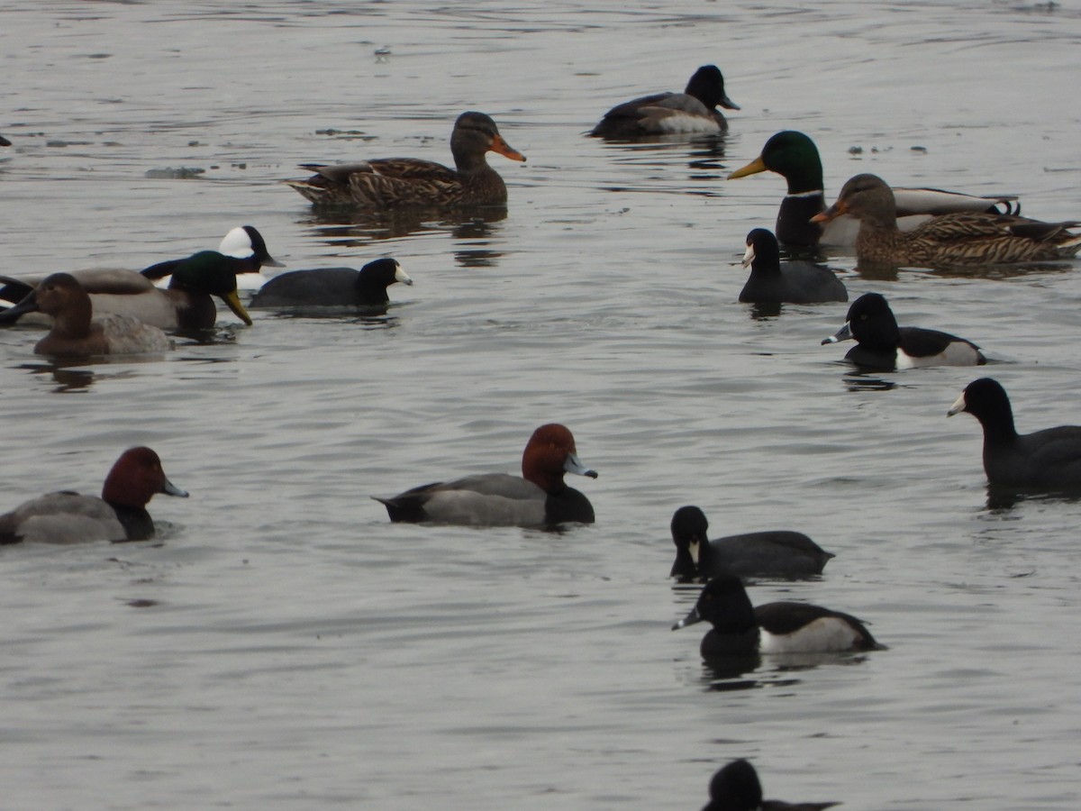 Redhead - ML647576559