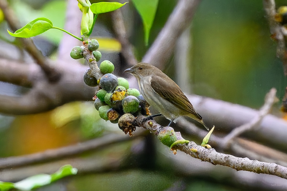 Thick-billed Flowerpecker (obsoleta Group) - ML647576561