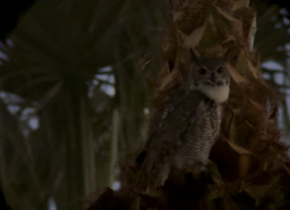 Great Horned Owl - ML647576567