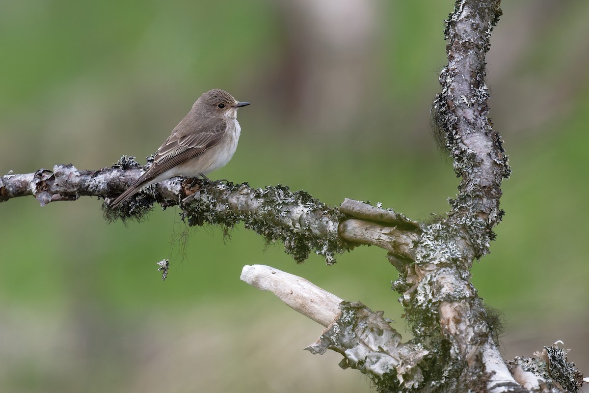 Spotted Flycatcher - ML647576568