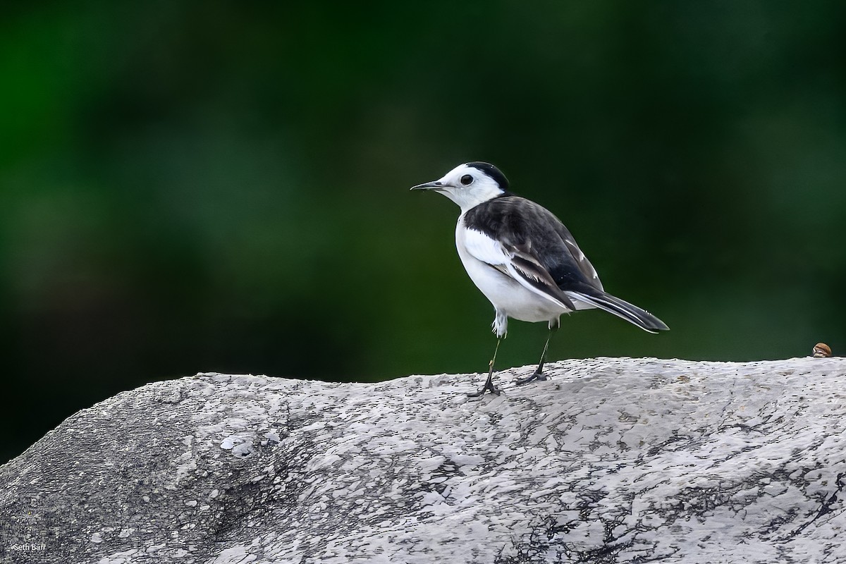 White Wagtail (Chinese) - ML647576571
