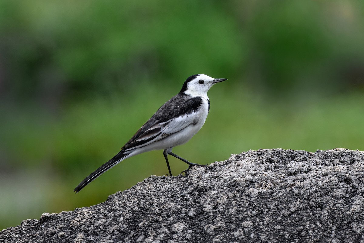 White Wagtail (Chinese) - ML647576572