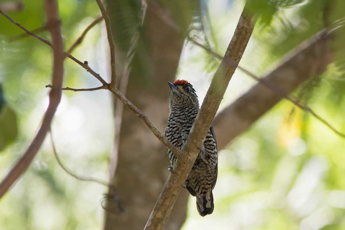 White-barred Piculet - ML647576575