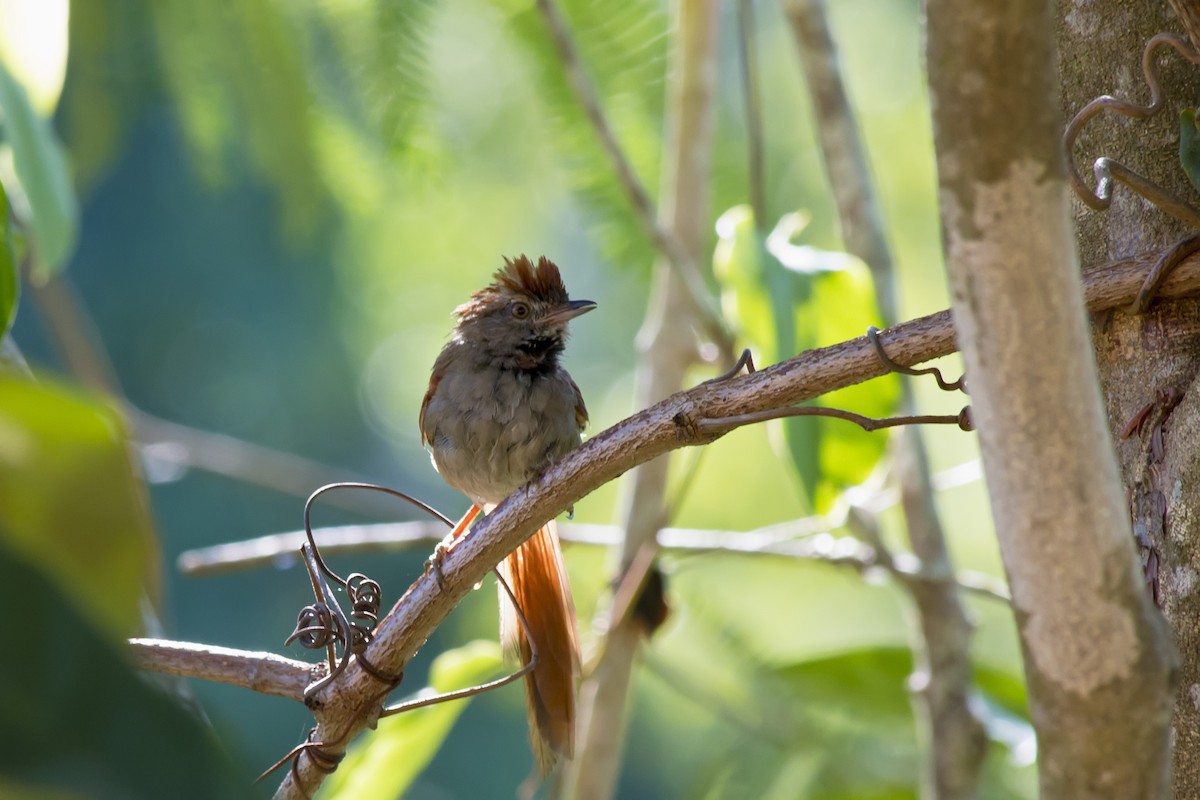 Sooty-fronted Spinetail - ML647576581