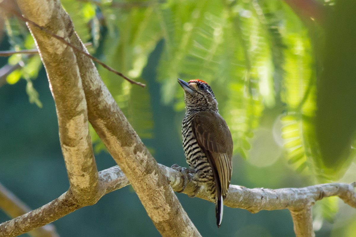 White-barred Piculet - ML647576586