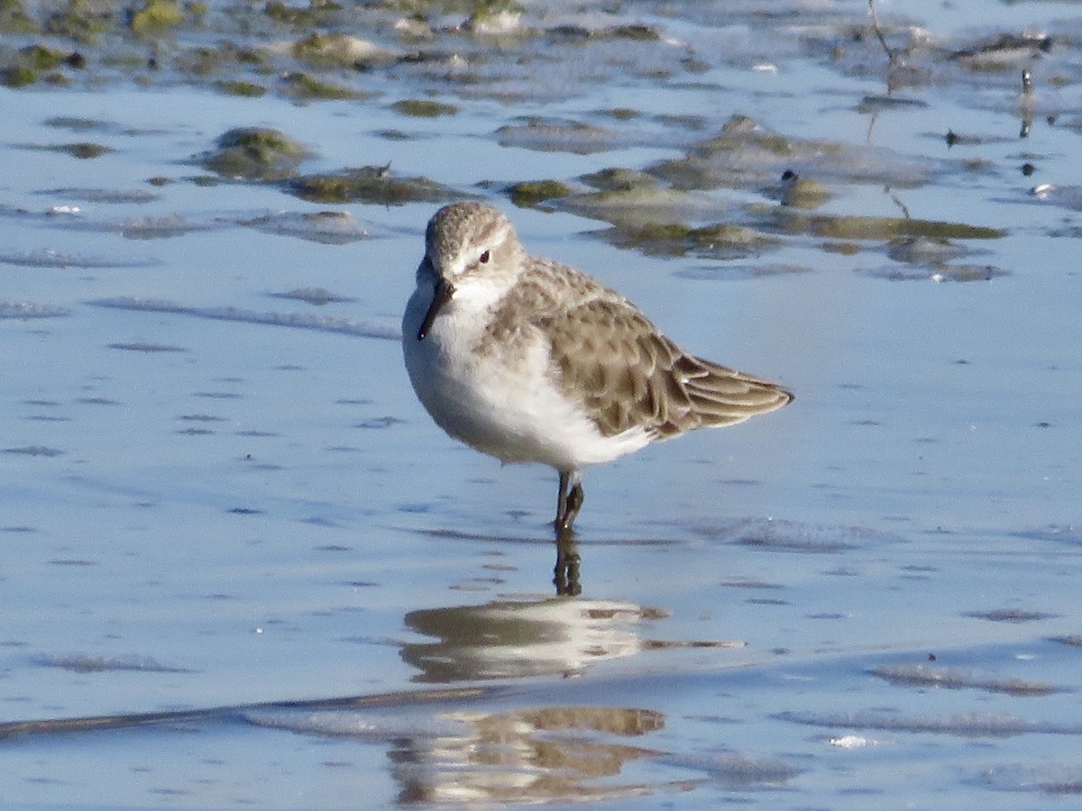 Küçük Kumkuşu - ML647576587