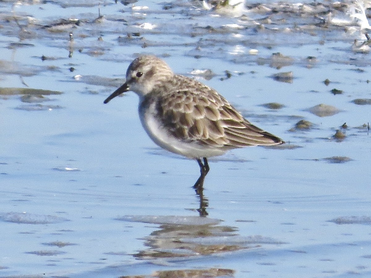 Küçük Kumkuşu - ML647576588