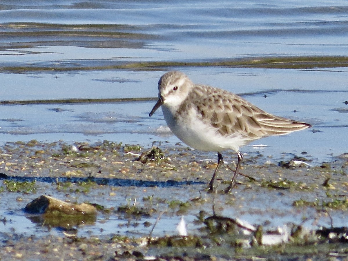 Küçük Kumkuşu - ML647576589