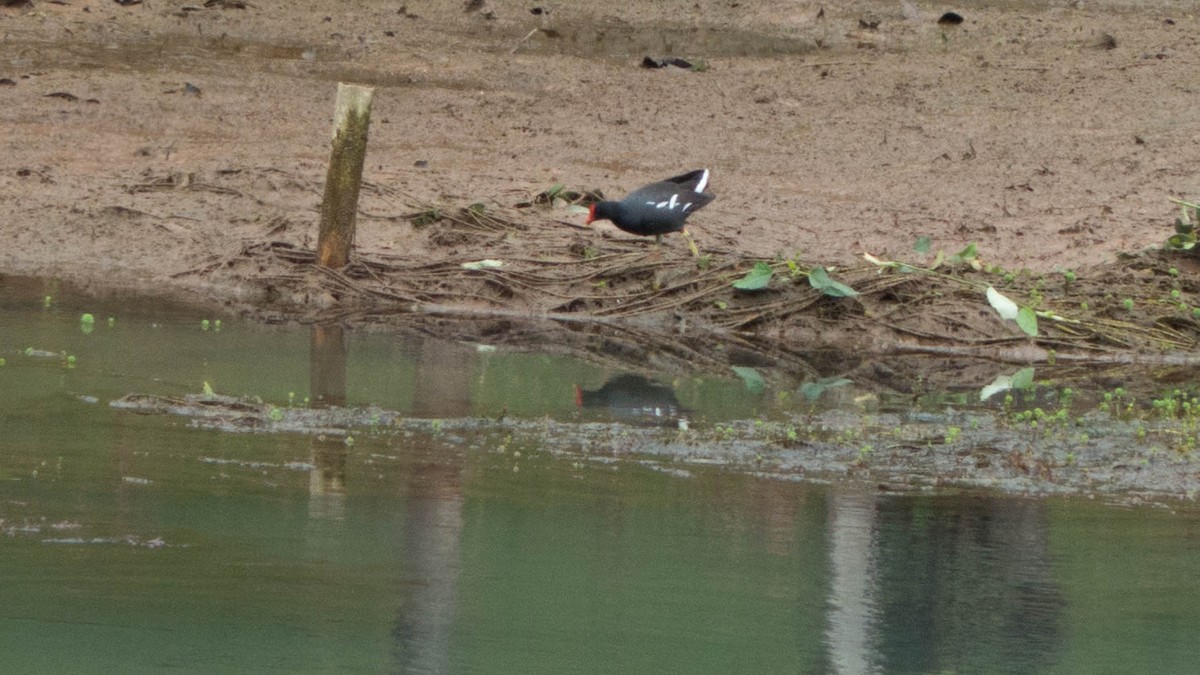 slípka americká - ML647576603