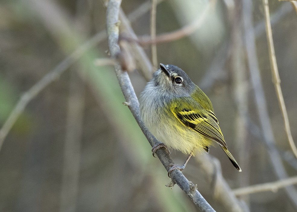 Slate-headed Tody-Flycatcher - ML647576607