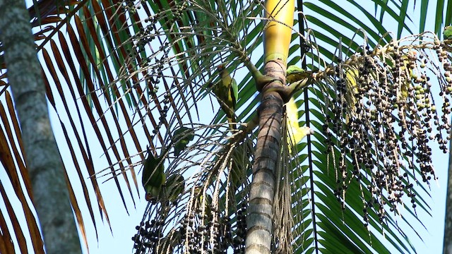 aratinga zlatočelý - ML647576609