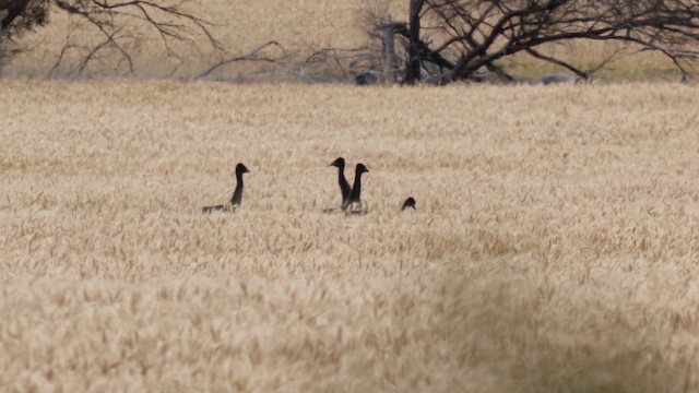 Ему австралійський - ML647576612