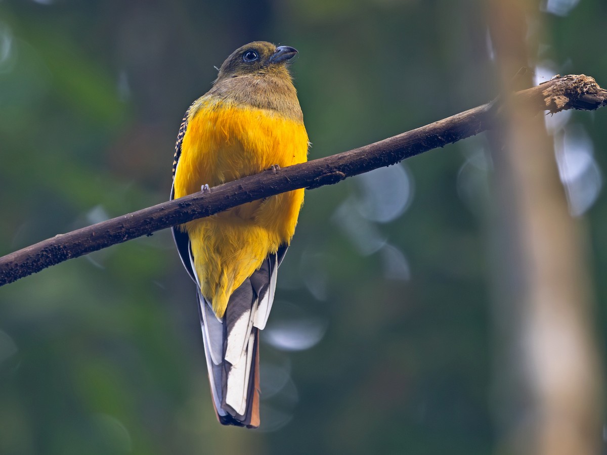 olivenhodetrogon (dulitensis gr.) - ML647576652