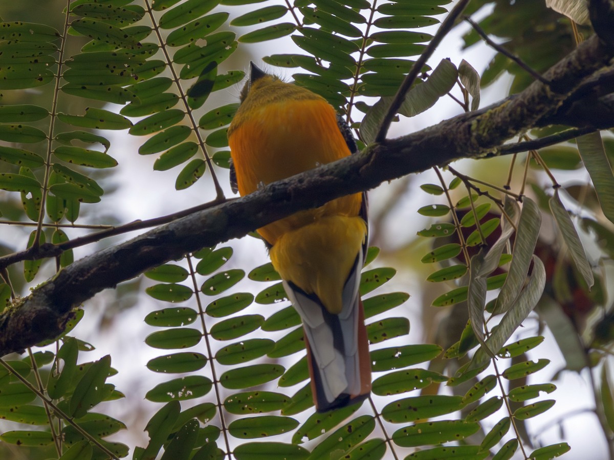 olivenhodetrogon (dulitensis gr.) - ML647576653