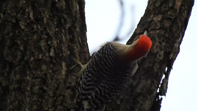 datel karolínský - ML647576682