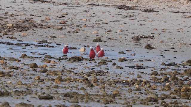 Какаду рожевий - ML647576686