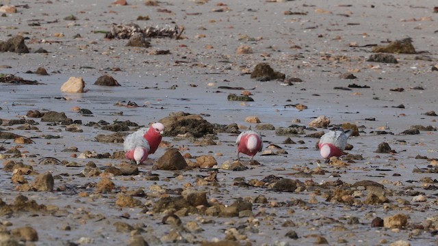 Какаду рожевий - ML647576687