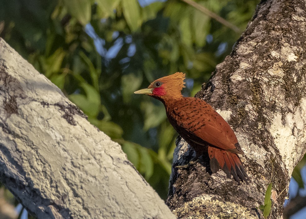Chestnut-colored Woodpecker - ML647576688