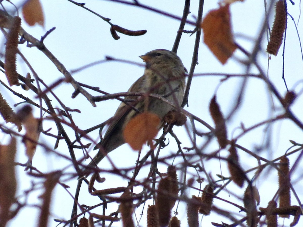 Sizerin flammé - ML647576690