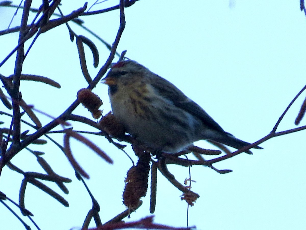 Sizerin flammé - ML647576691