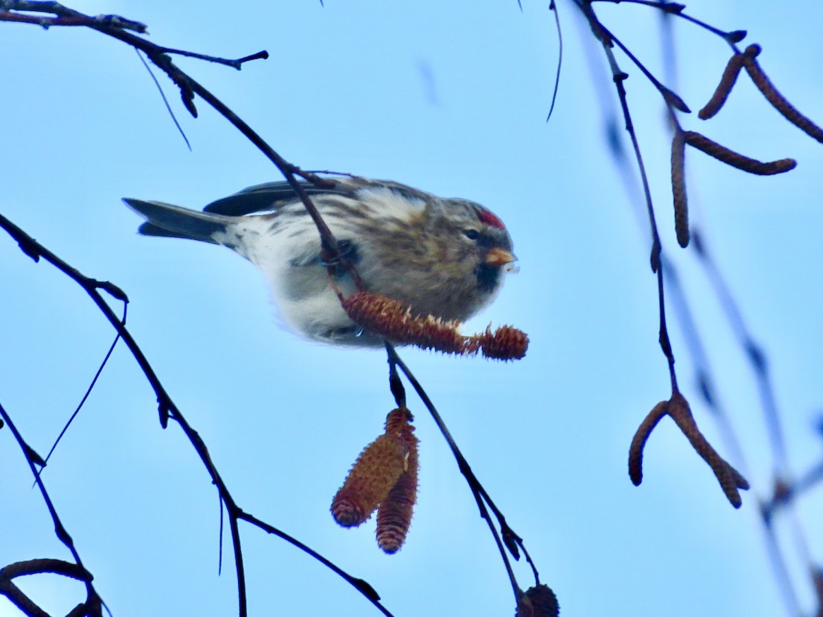 Sizerin flammé - ML647576692