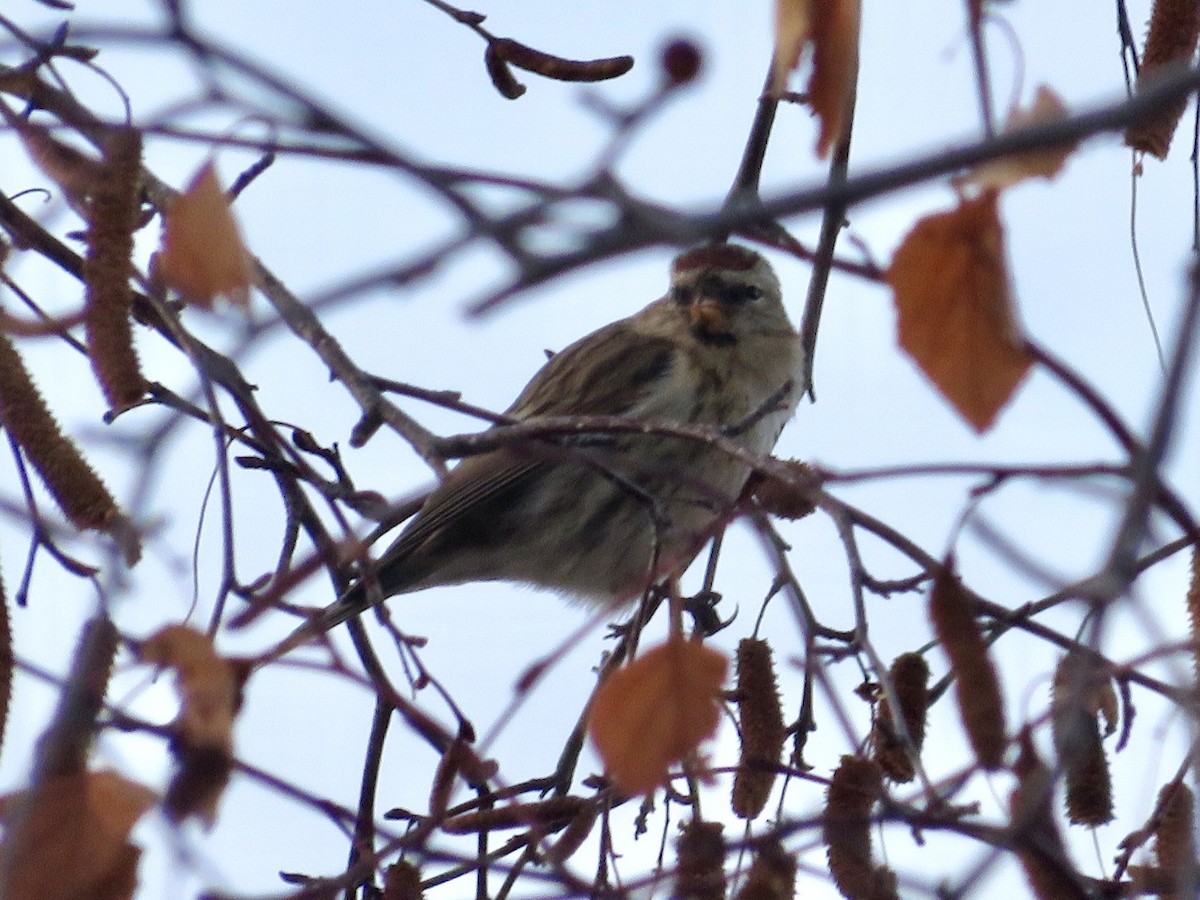 Sizerin flammé - ML647576693