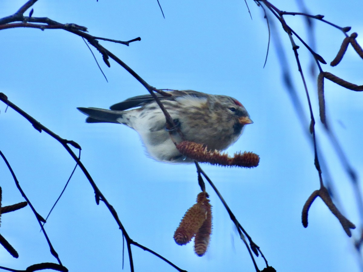 Sizerin flammé - ML647576694