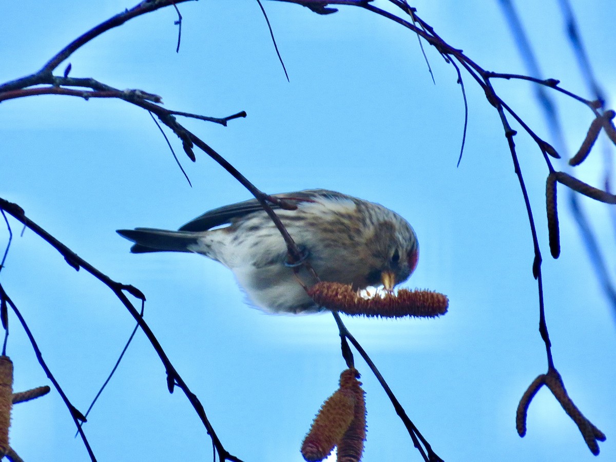 Sizerin flammé - ML647576695