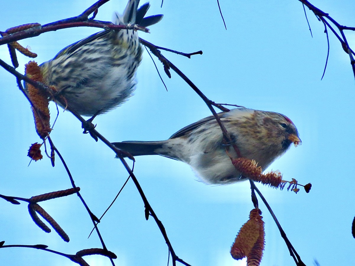 Sizerin flammé - ML647576696