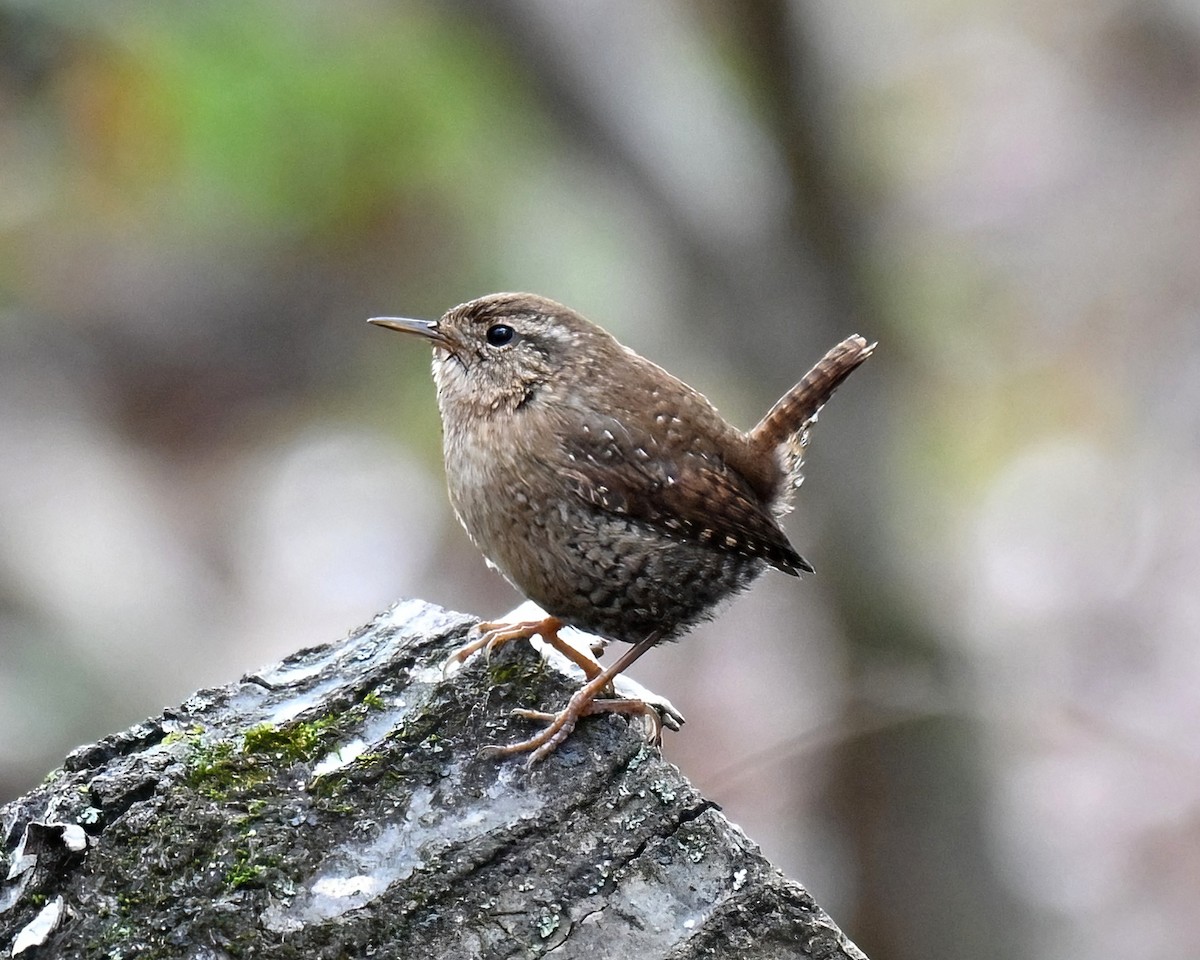 フユミソサザイ - ML647576716