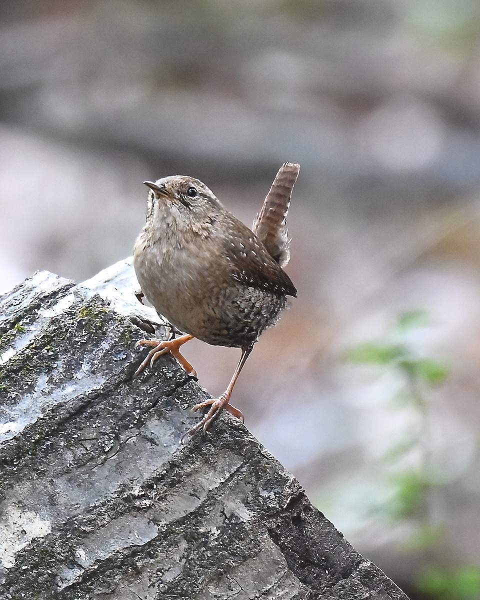 フユミソサザイ - ML647576717